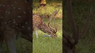 Learn About The Different Types Of Deer [upl. by Charmain967]