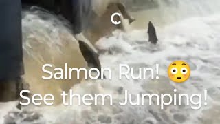 Salmon Run See them jumping 😳 nature salmonrun fishing livestream [upl. by Les]