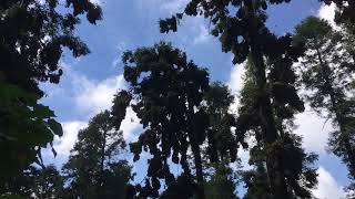 El Rosario Ocampo Michoacán Monarch Butterfly Roosting Sites [upl. by Raffin]