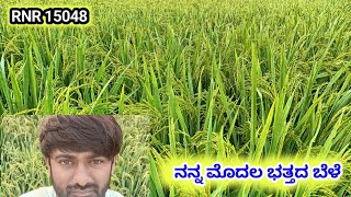 RNR 15048  ನನ್ನ ಮೊದಲ ಭತ್ತದ ಬೆಳೆ  MY FIRST PADDY FIELD [upl. by Adli]