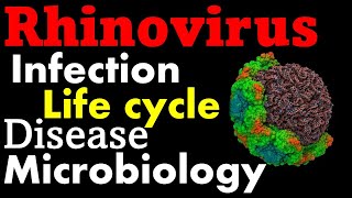 Rhinovirus pathogenesis infection and replication [upl. by Whiffen]