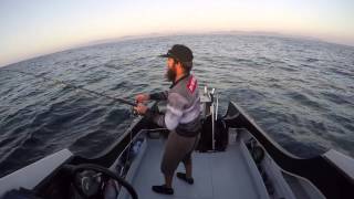 Yellowtail Kingfish  Early Morning Stickbait  Coffs Harbour NSW [upl. by Annoek605]