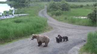 Brooks Falls Katmai NP Alaska video compilation 19072012 [upl. by Annemarie516]