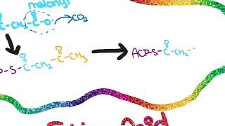 Fatty Acid Synthesis [upl. by Esinyl]