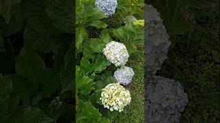 Hydrangea macrophylla Costa Rica amazing farming video beautiful shorts videoshorts [upl. by Aibun]