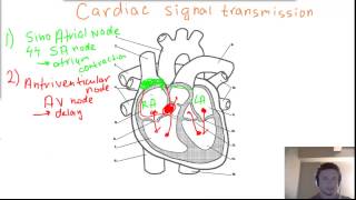 Cardiac heart Signal Transmission  SA node AV node Bundles of His and Purkinje fibers [upl. by Vita]