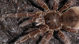 Vogelspinne  Das Wunder Der Natur  Dokumentation [upl. by Eleik]