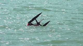 DONT BUY Joysway Binary RC Radio control sail boat yacht catamaran until you have seen this fail [upl. by Garnes10]