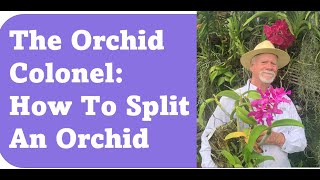 How To Split A Cattleya Orchid By The Orchid Colonel [upl. by Ativad377]