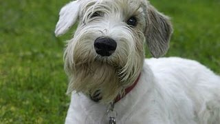 Sealyham Terrier  Силихем терьер [upl. by Anitneuq911]