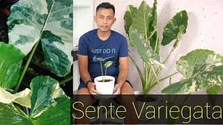 Perawatan dan Perbanyakan Alocasia Variegata Sente Variegara [upl. by Sirc]