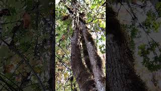 Phosphoric rot on braided tree My Native lore told of Dogmen braiding trees together for marriages [upl. by Kamp]