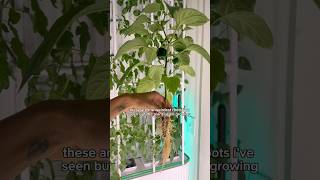 Strange roots on this bell pepper plant 🫑 indoorgardening hydroponics shorts [upl. by Vashtee602]