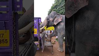 Meenad Vinayakan transported in lorry [upl. by Yalahs]