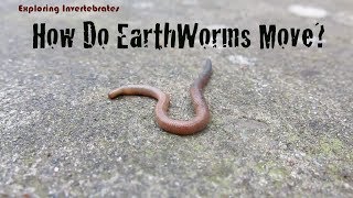 Exploring Invertebrates  How Do Earthworms Move [upl. by Neelehtak]