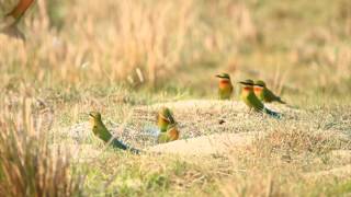 Blue Tailed Bee Eater Breeding Colony [upl. by Alistair]