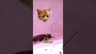 Cockroach crawled into ear shorts shortvideo [upl. by Anolahs]