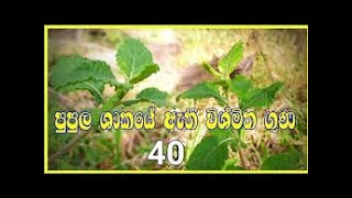 SARA OSU VARUNA  සාර ඔසු වරුණ  පුපුල  2024  11  05  Erundeniya Ayurveda Hospital [upl. by Noval]