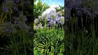 Agapanthus agapanthus gardentour 花 spring 百子蓮 [upl. by Nitsreik]