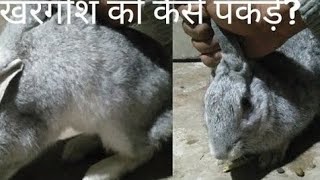 खरगोश को कैसे पकड़ेHow to catch a rabbit catch rabits youtube [upl. by Sral]