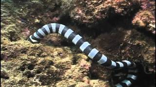 Sea Snake eating Moray Eel Fiji Laticauda colubrina vs Gymnothorax sp [upl. by Labotsirhc559]