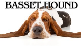 Basset Hound The laziest dog breed [upl. by Nnayrb]