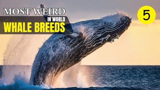 Most Weird Whale Breeds In The World  Wild Whim [upl. by Stochmal]