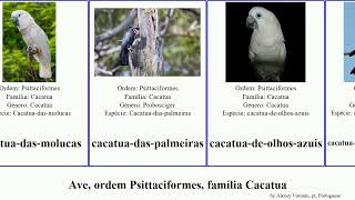 Ave ordem Psittaciformes família Cacatua bird eleonora sulphurea Pad Licmetis Bolger Cacatuidae [upl. by Liagabba516]