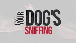 How to Read Your Dogs Sniffing Introduction  Hunters Heart Scent Dog Training [upl. by Inanuah201]