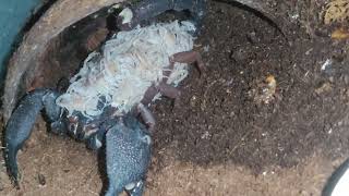 1i molting to 2i gigantometrus swammerdami babies 2023 [upl. by Wurst]