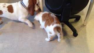 Basset Hound and cat playing [upl. by Robet]