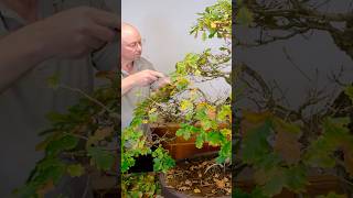 Incredible Large English Oak Bonsai Tree [upl. by Poppas]