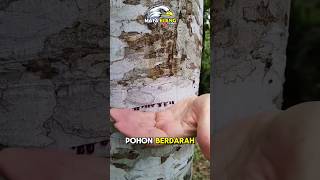 JANGAN Menebang POHON ini❗️⁉️😲 fakta faktaunik faktamenarik hewan animals facts misteri [upl. by Esined]