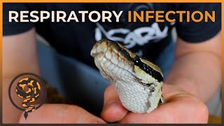 The BEST WAY to Manage a Ball Pythons RESPIRATORY INFECTION [upl. by Pengelly]