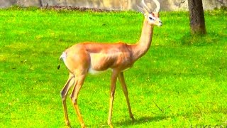 Gerenuks at Oregon Zoo [upl. by Malissa]