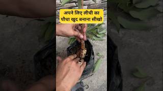 Air layering गूटी से बनाया लीची का नया पौधा फलों के नए पौधे बनाना सीखो plantpropagation litchi [upl. by Perkoff]