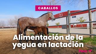 Alimentación de la yegua en lactación [upl. by Dray]