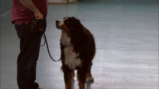 How to Introduce a Clicker and Train your dog to know their name [upl. by Jallier]