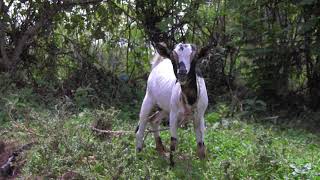 Baby Goat Kid Bleating and Farting in Kuria District Kenya [upl. by Flowers999]