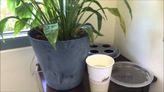 Gnats on Plants  How I Fixed It [upl. by Garrek79]