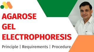 Agarose Gel Electrophoresis [upl. by Arac]