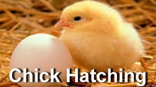 Baby Chick Hatching  Egg Hatching [upl. by Hengel]