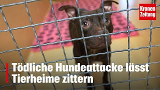 quotWer will mich nochquot  Tödliche Hundeattacke lässt Tierheime zittern  kronetv NEWS [upl. by Lenzi]