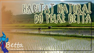 Peixe Betta  O Habitat Natural [upl. by Coad]