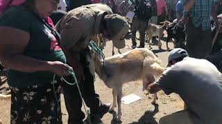 6 Botellas de leche da esta 🐐 cabra 😱 — sección de cabrás [upl. by Torrlow]