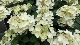 Panicle Hydrangea quotLittle Quick Firequot In White Blooms  July 16 [upl. by Tews888]