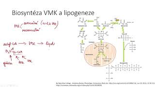 Anabolismus lipidů [upl. by Ferrand711]