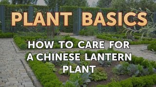 How to Care for a Chinese Lantern Plant [upl. by Parrnell]