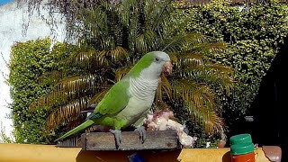 AVES COTORRA ARGENTINA Myiopsitta monachus [upl. by Aan]