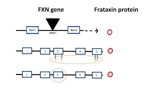 Understanding the Genetics of Friedreichs Ataxia [upl. by Niple]